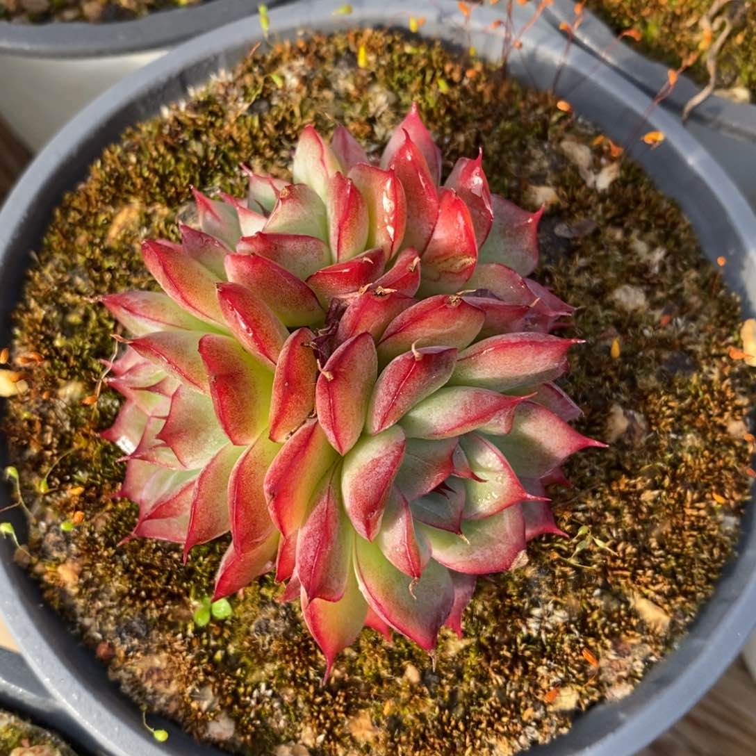 自助下单一物一拍多肉下滑有惊喜