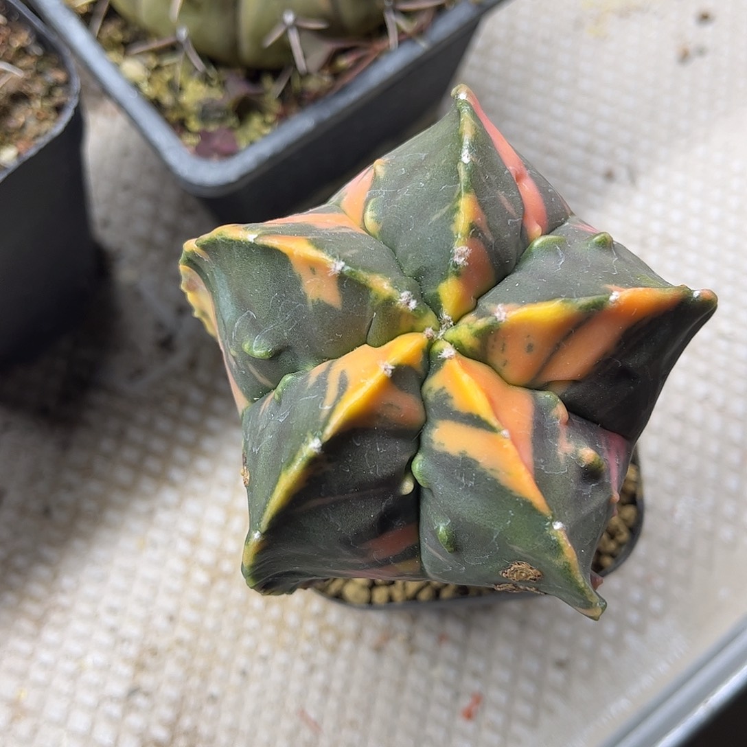 大***鱼无花朵核桃进一颗