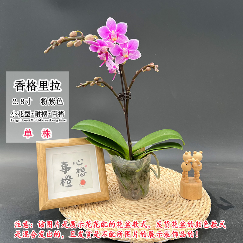 【香格里拉】新手好养蝴蝶兰小花型蜡质花室内澧兰汀专属