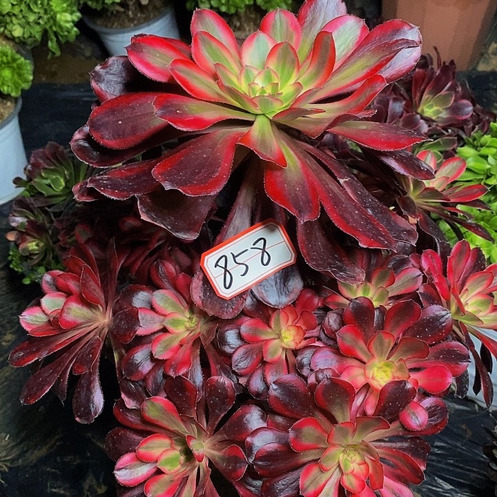 香奈儿丽娜老桩莲花858号