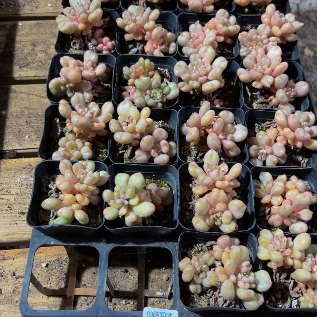 皮***陈781红红火火过vvv