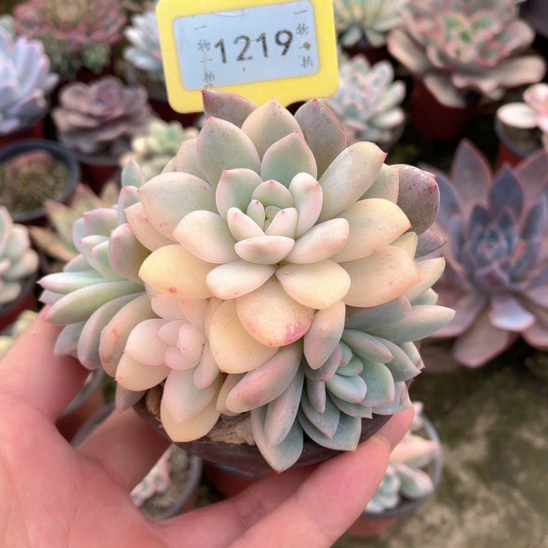 雪***晴1219号多肉植物组合