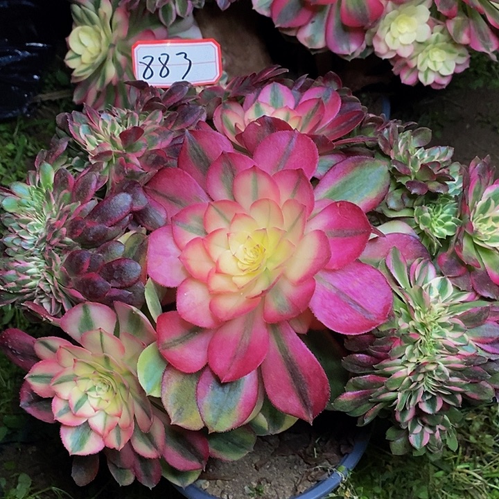 英***店荔枝缀化老桩833号