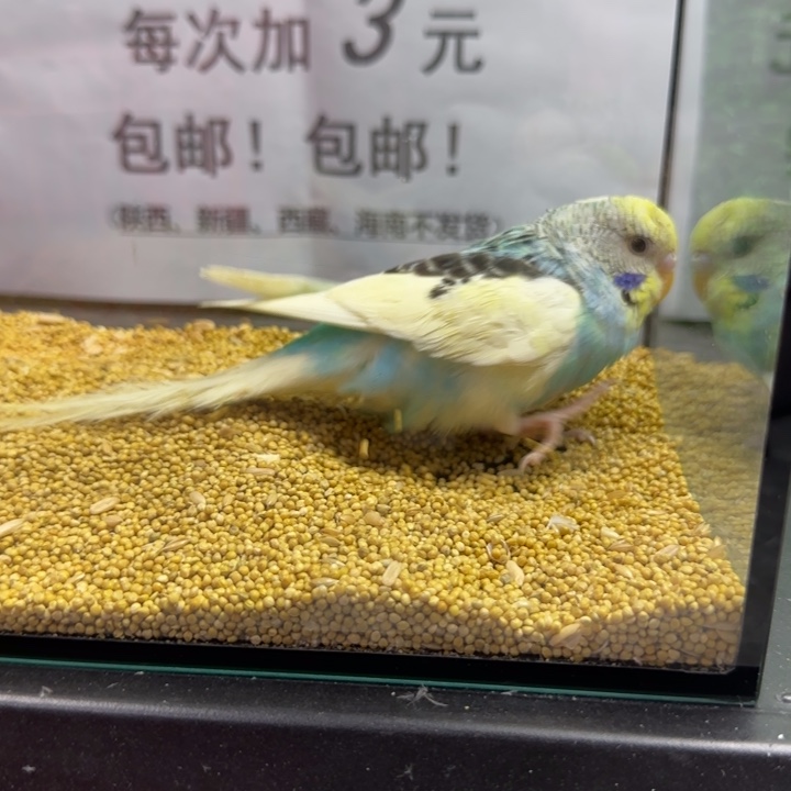 虎皮鹦鹉小头虎皮鹦鹉