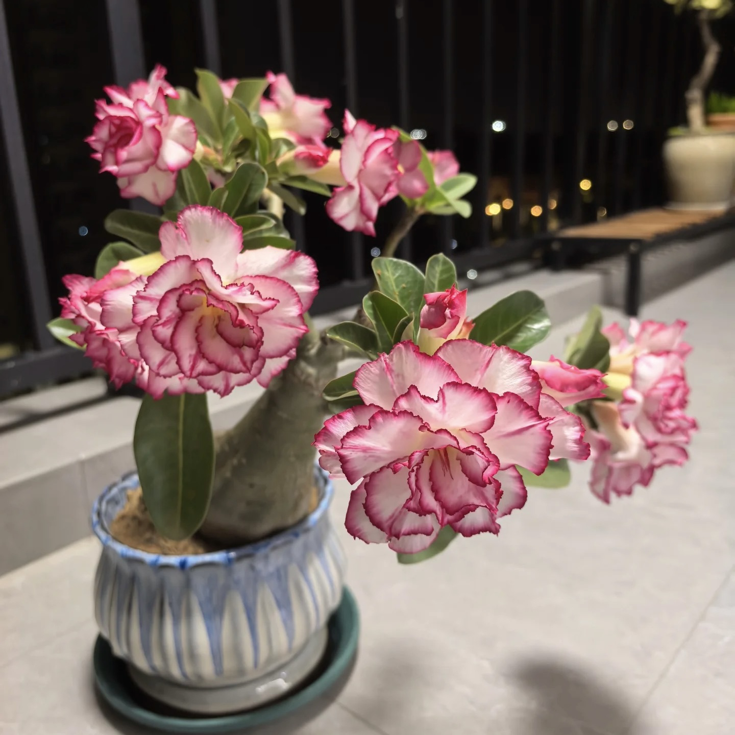 沙漠玫瑰四季开花好养耐干耐旱花卉老桩