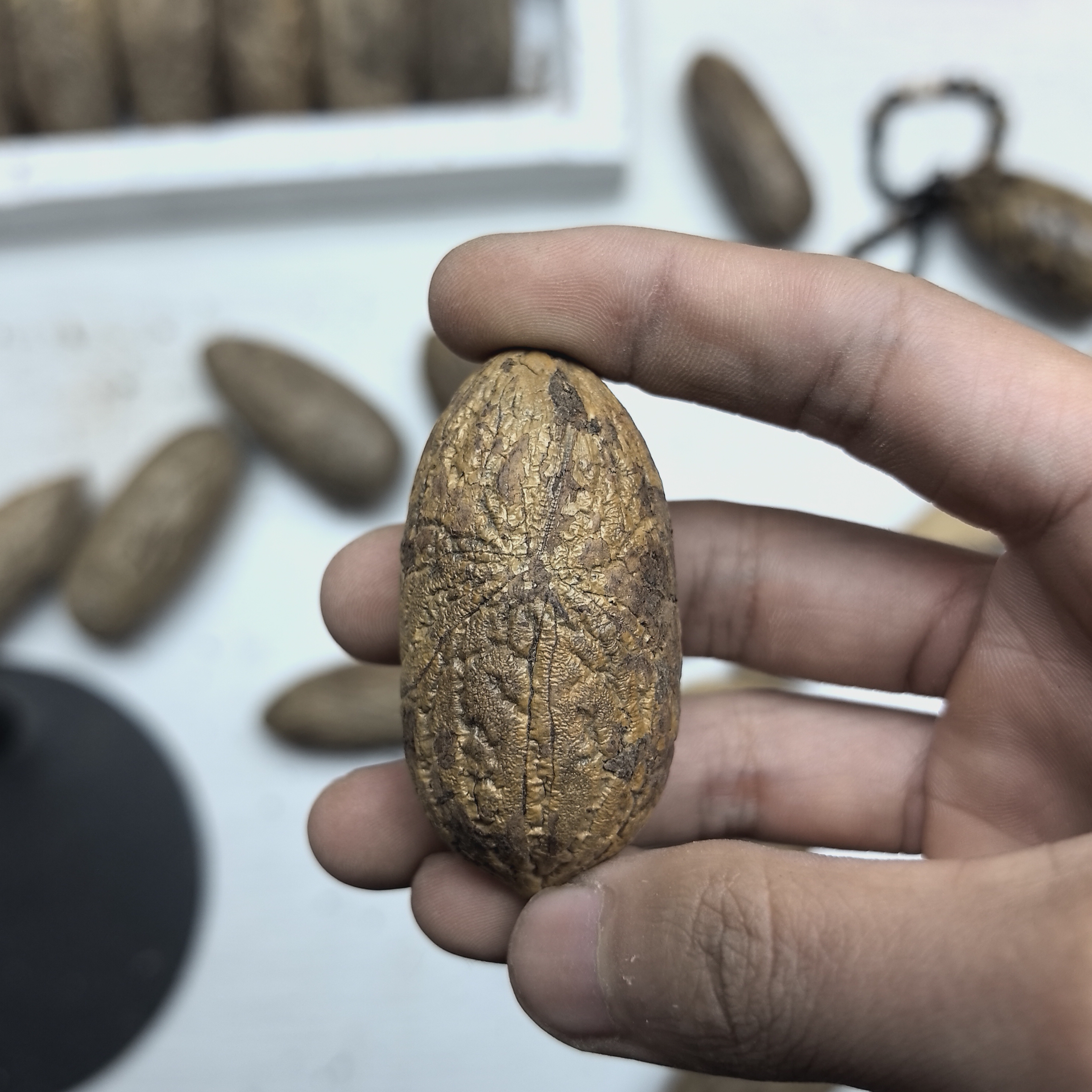 精选原皮千眼子天然老果文玩手把件精工打磨