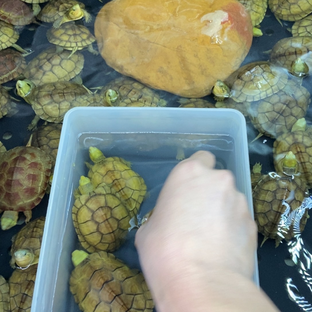 轩***辕绿毛龟母1111112244