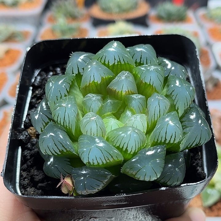 十二卷多肉实生玉露