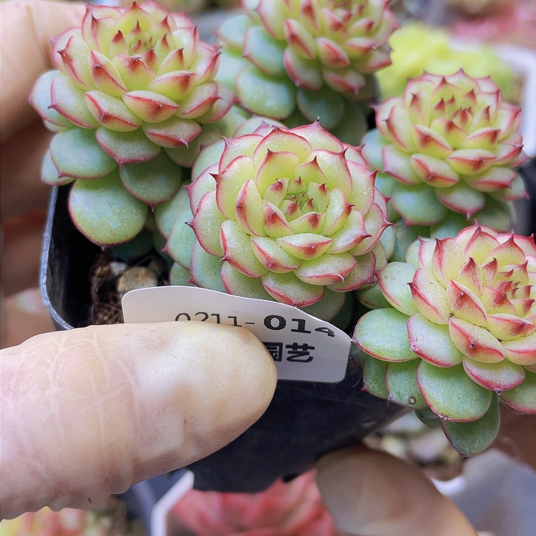 00000000000000017量拍