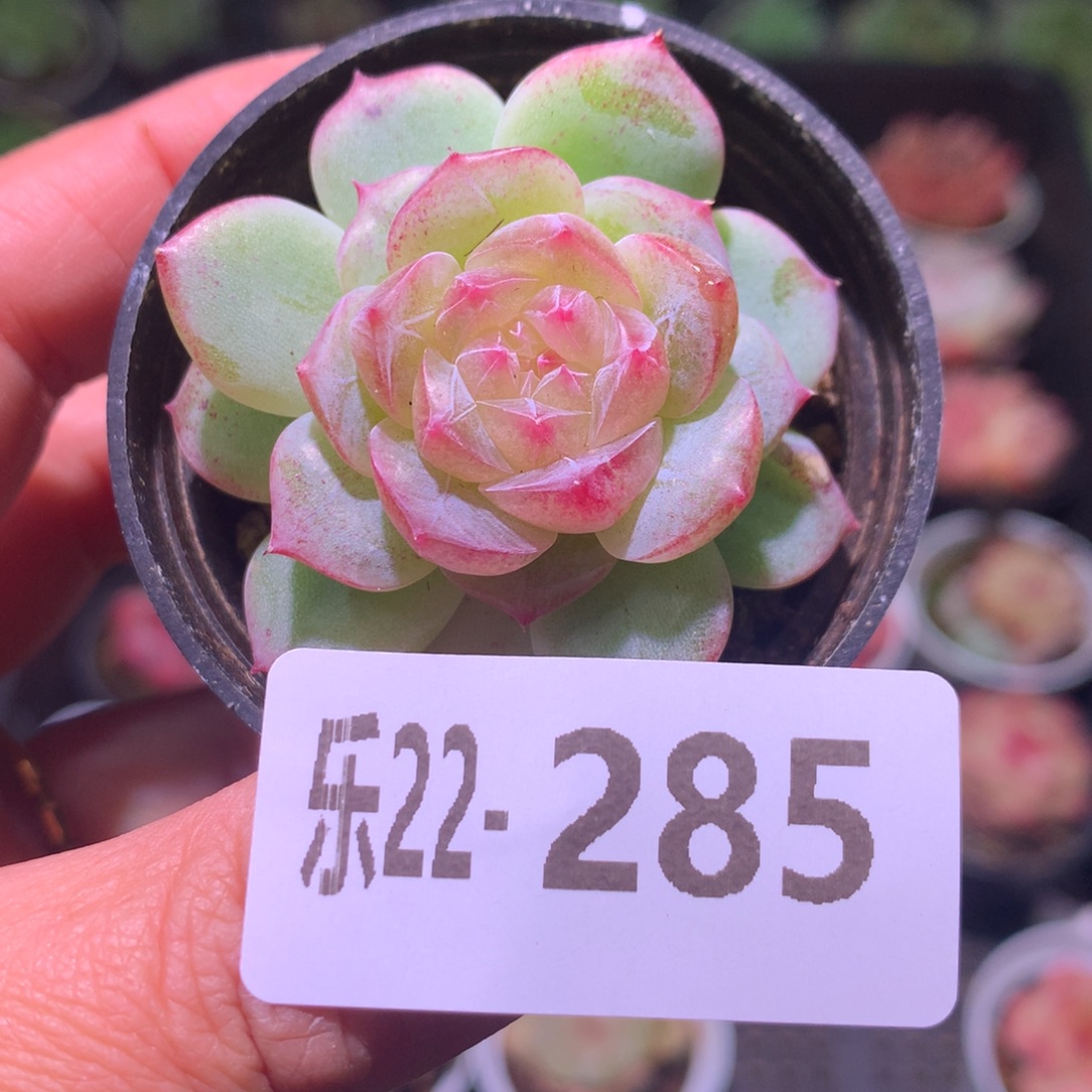 乐然22-285 珍妮新品 