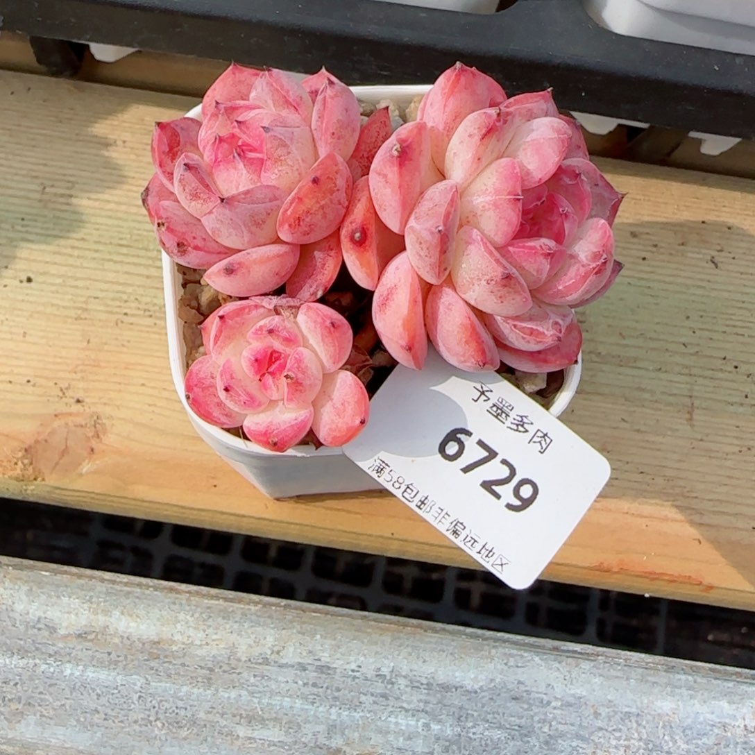 森林玫果，6729多肉植物