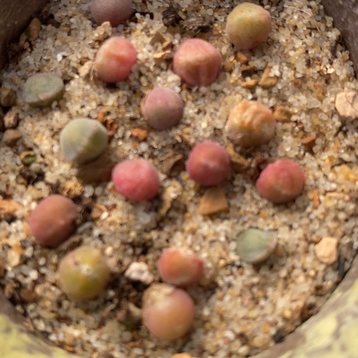 姬大眼睛空蝉一颗