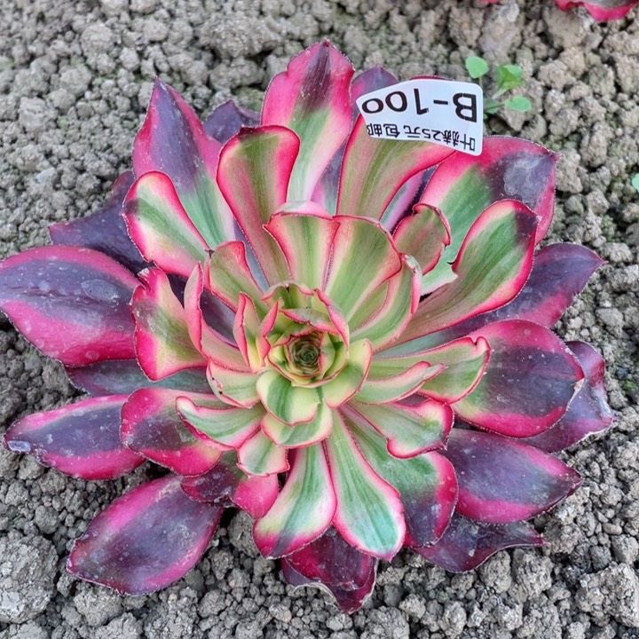 100余幅白多肉12345678