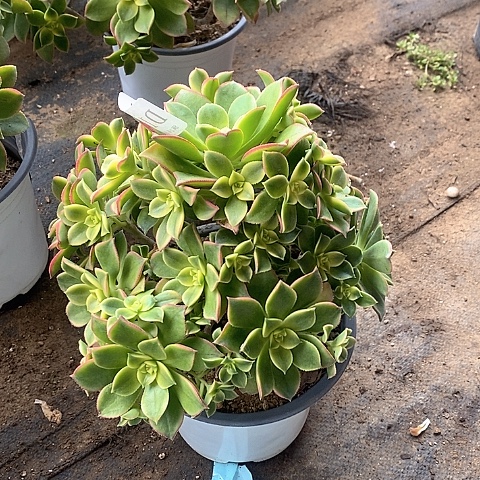 1427艳日辉多肉发货叶片有黑斑