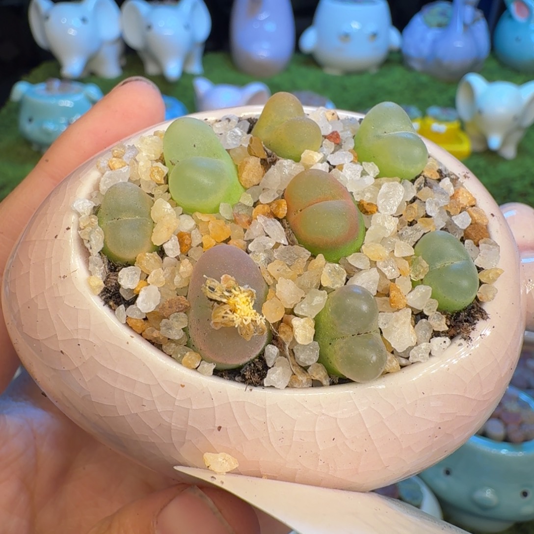 微***@多肉福利冲冲冲1073