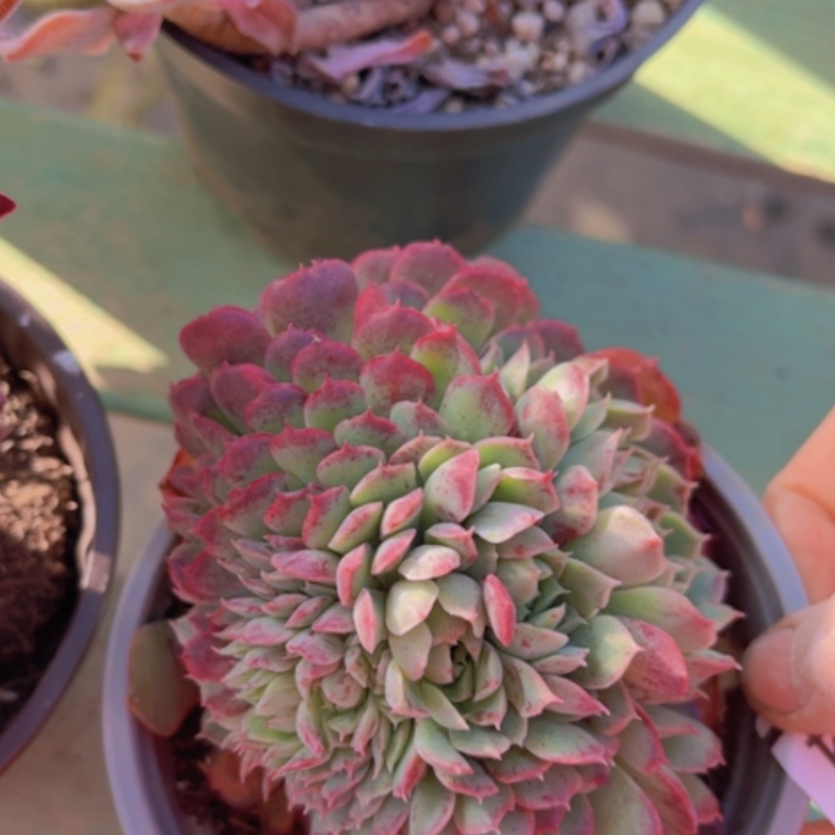 【闪购商品】朱砂痣缀16254