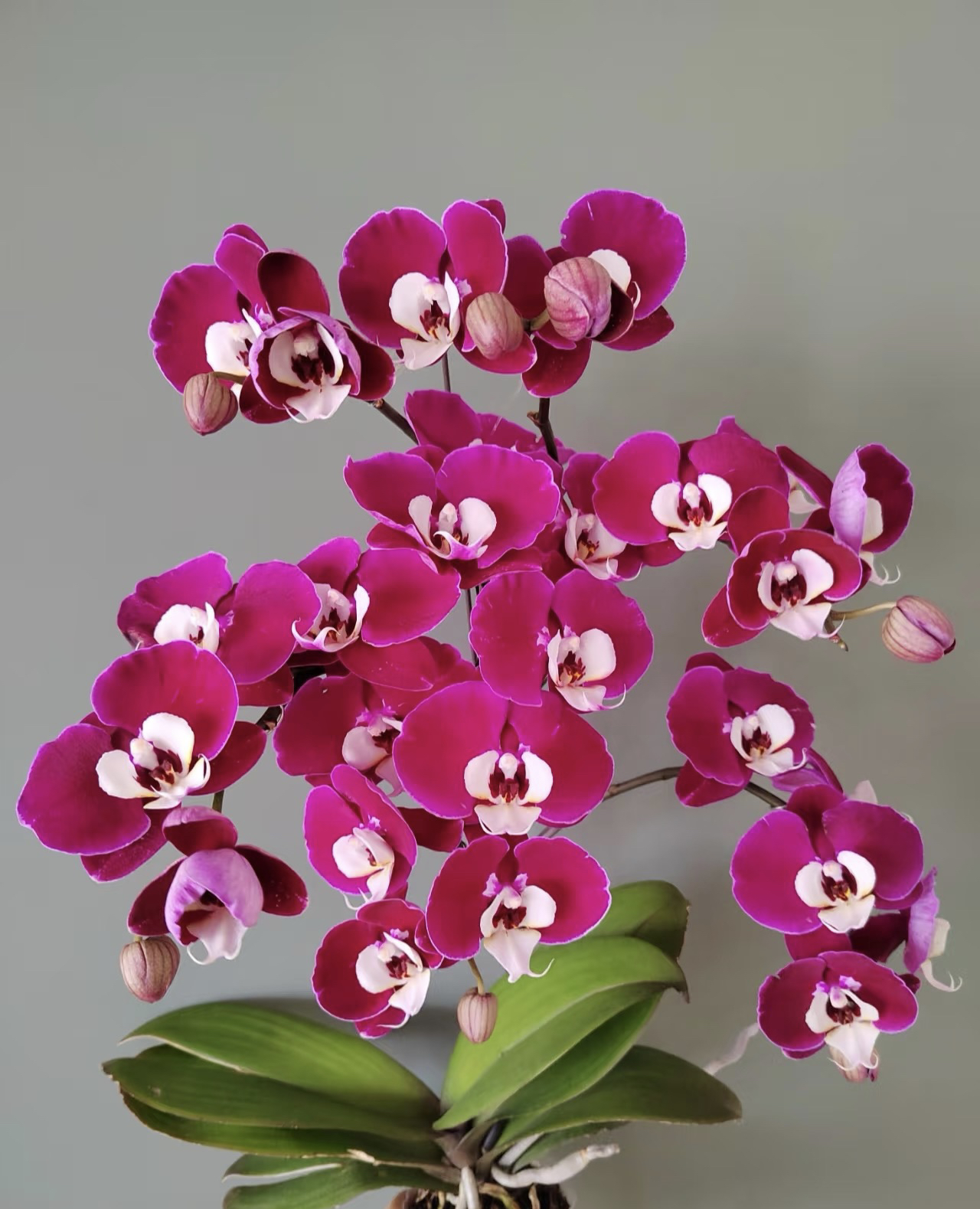 蝴蝶兰（米歇尔）欧品3.0寸杯带两个花剑.