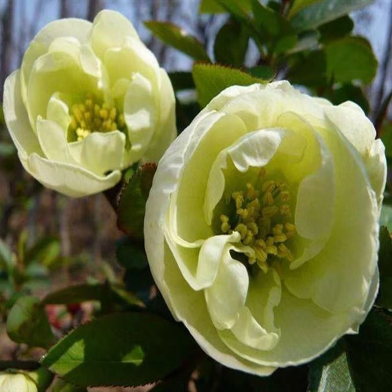 帝王绿宝石海棠耐寒好养室内外花卉绿植盆景