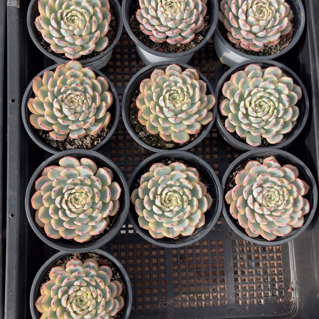 云尘多肉一物一拍678，1棵