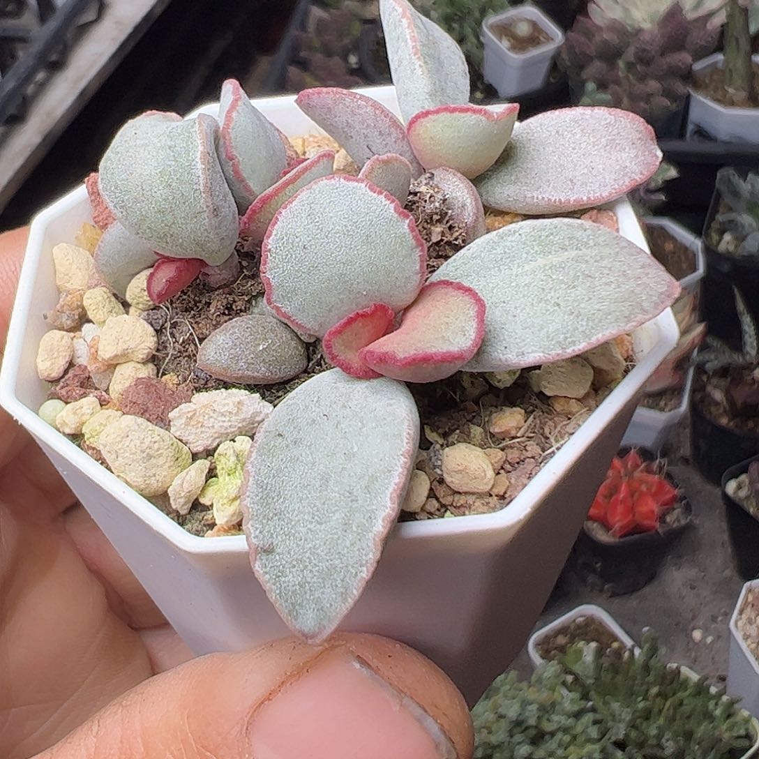 水泡白带特大福利上车