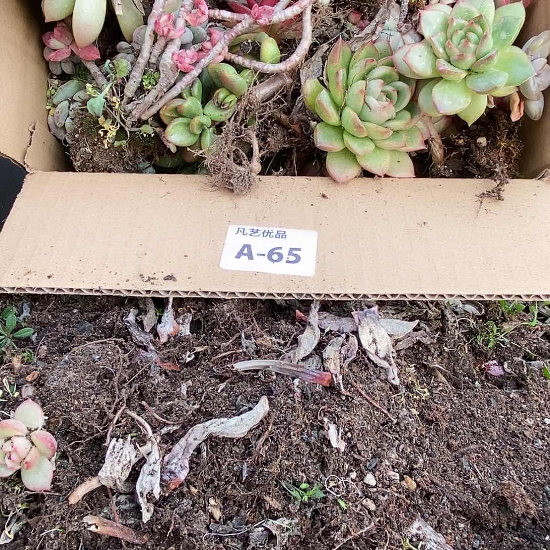 一物一拍A65满9.9包邮