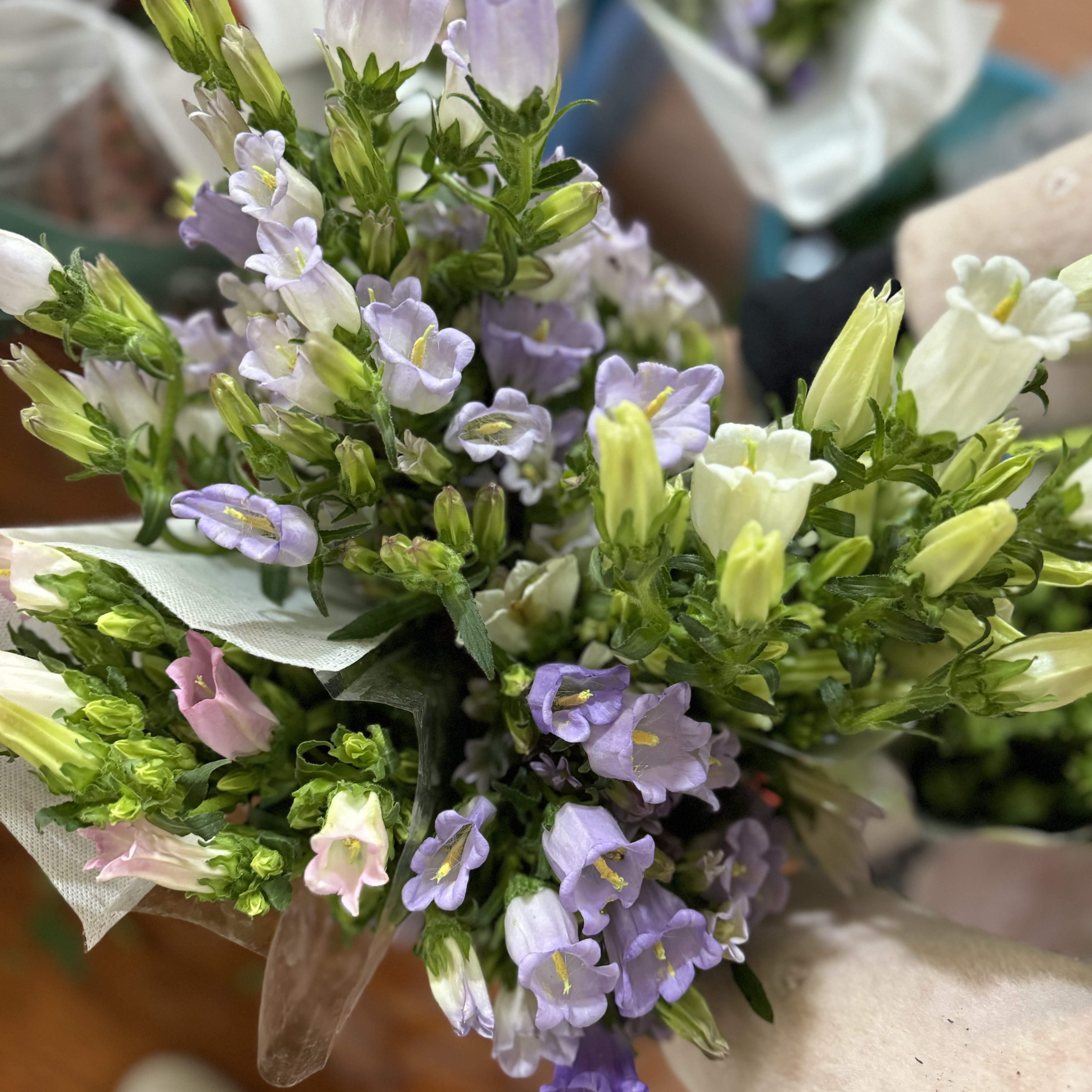 西藏绿源鲜花·风铃花
