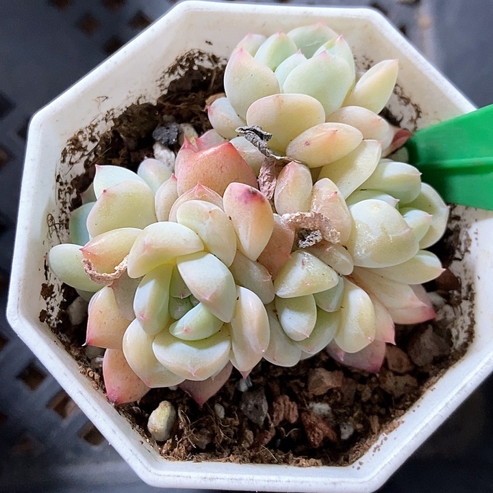 多肉植物刚毅783