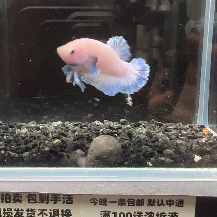 斗鱼竞拍跑单拉黑23日115
