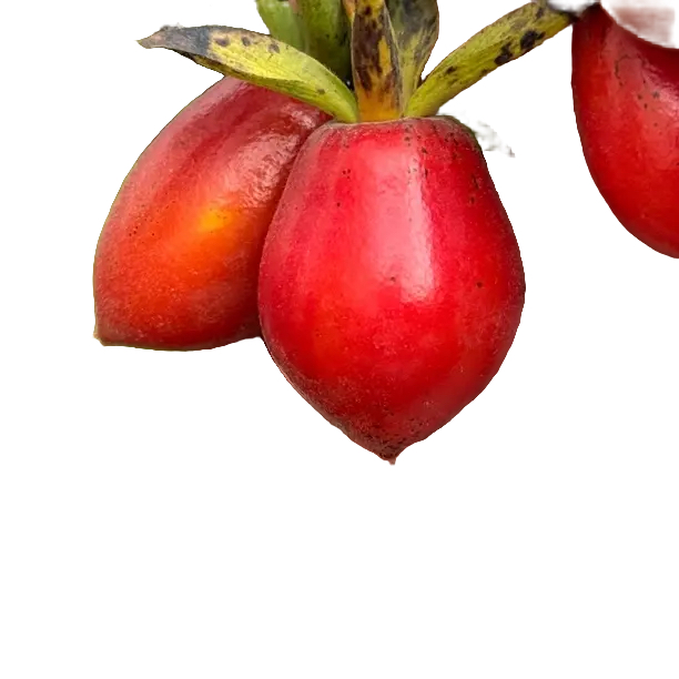 老鸦柿品种（直播时使用）