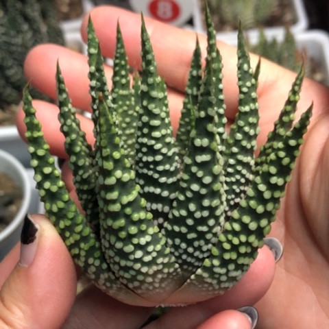 泪珠头盖无根哈哈哈哈