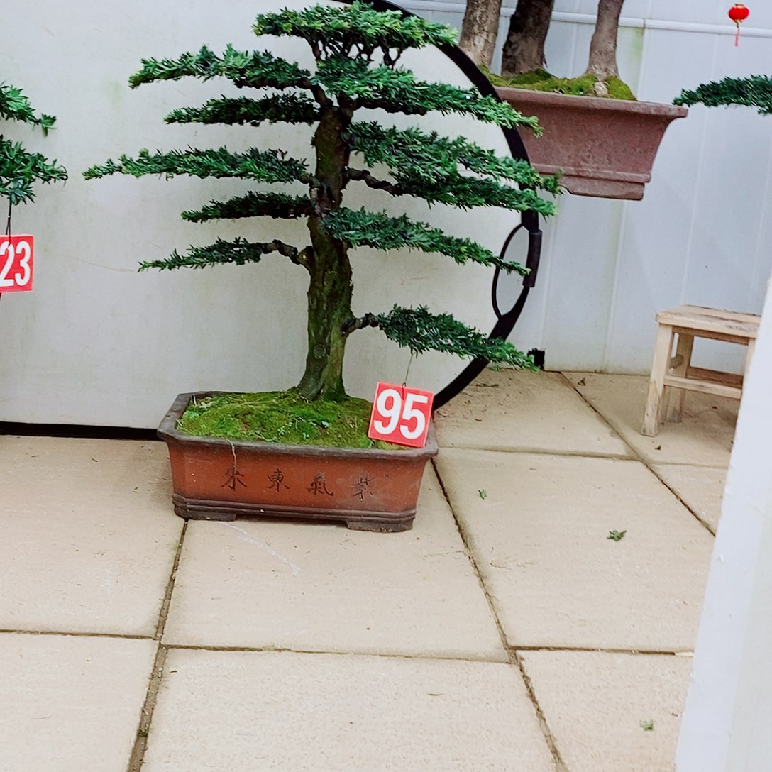 绿植盆栽一物一拍