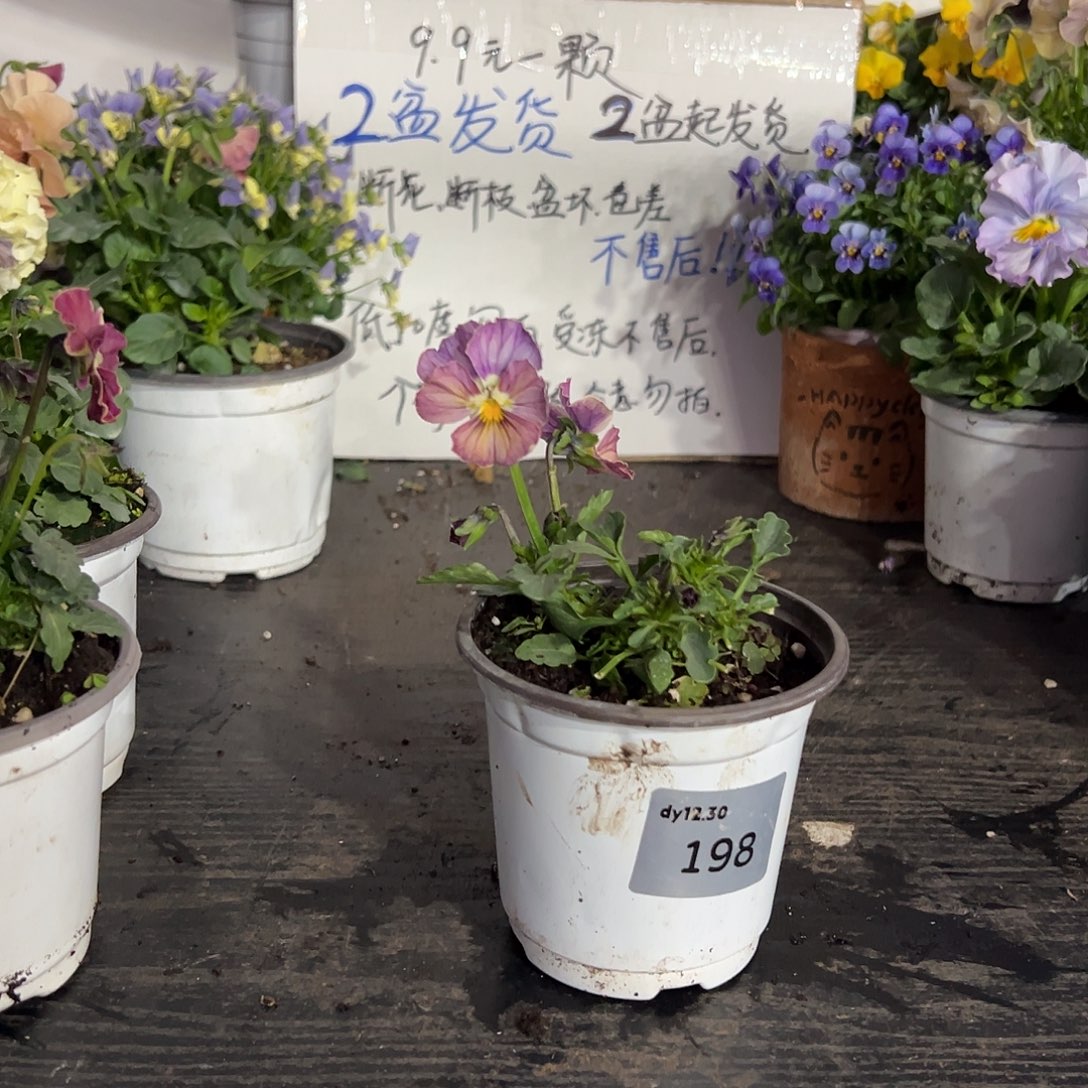 ***当前无花朵，栽培后可花朵198号苗小