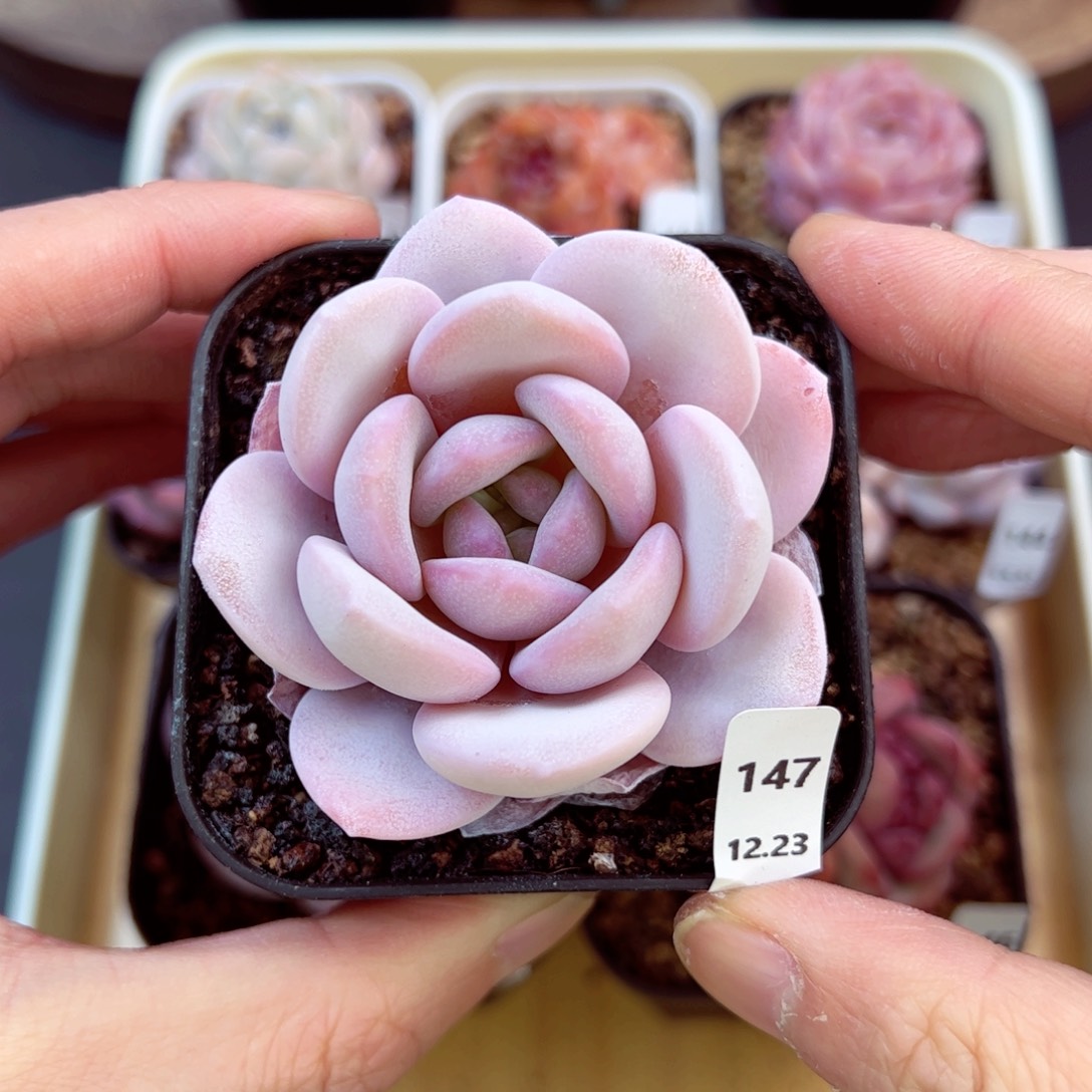 好好看147、哈哈哈哈哈