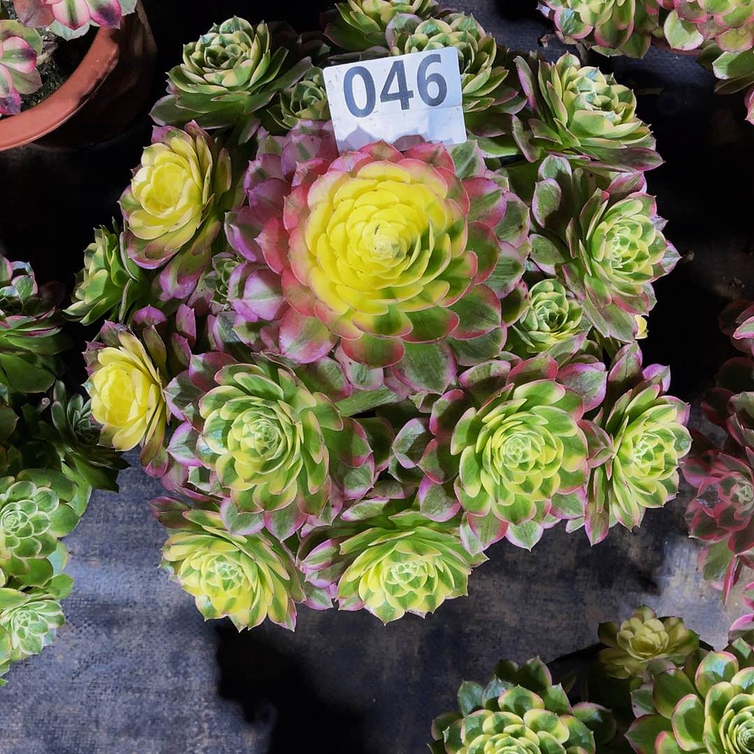 海鲜046拖土发货