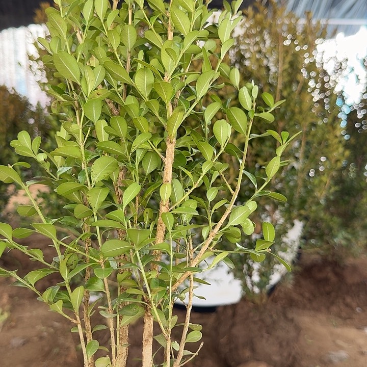 完全开放1.1元100棵苗