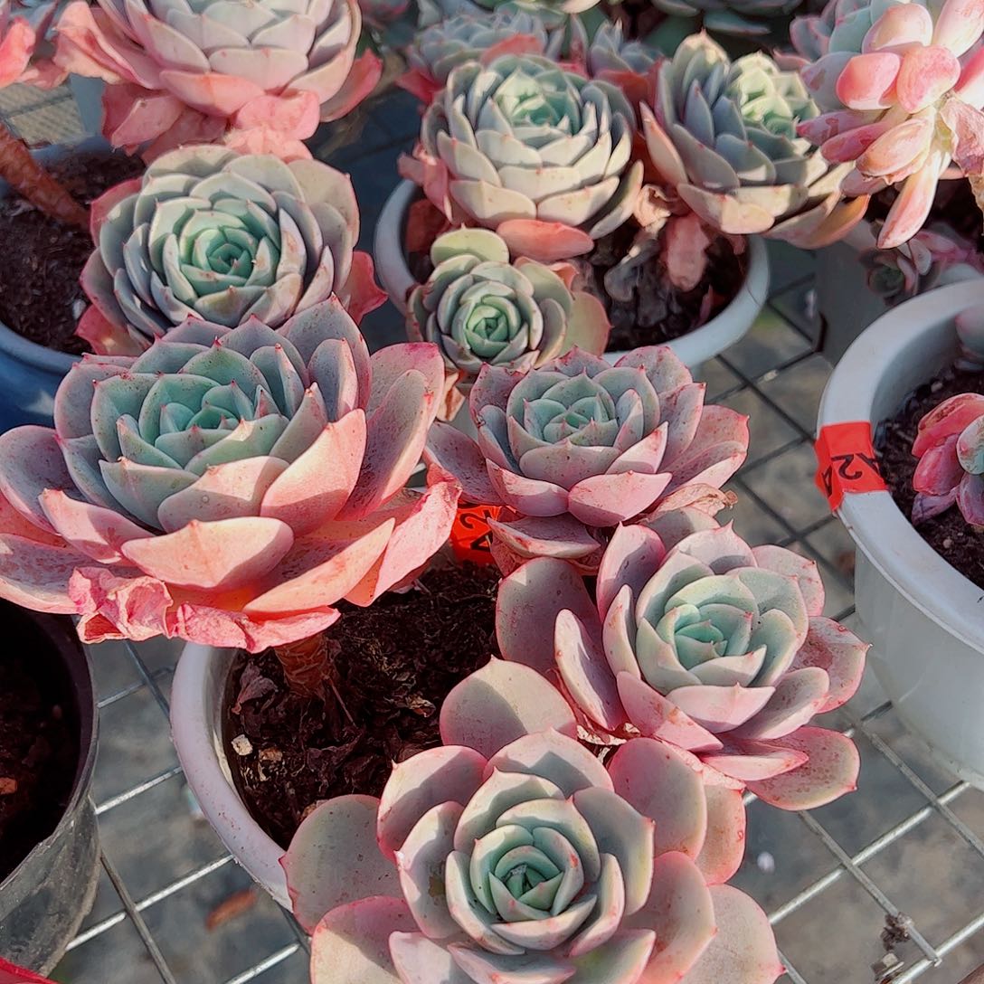 蓝色苍鹭多头大盆老桩特价