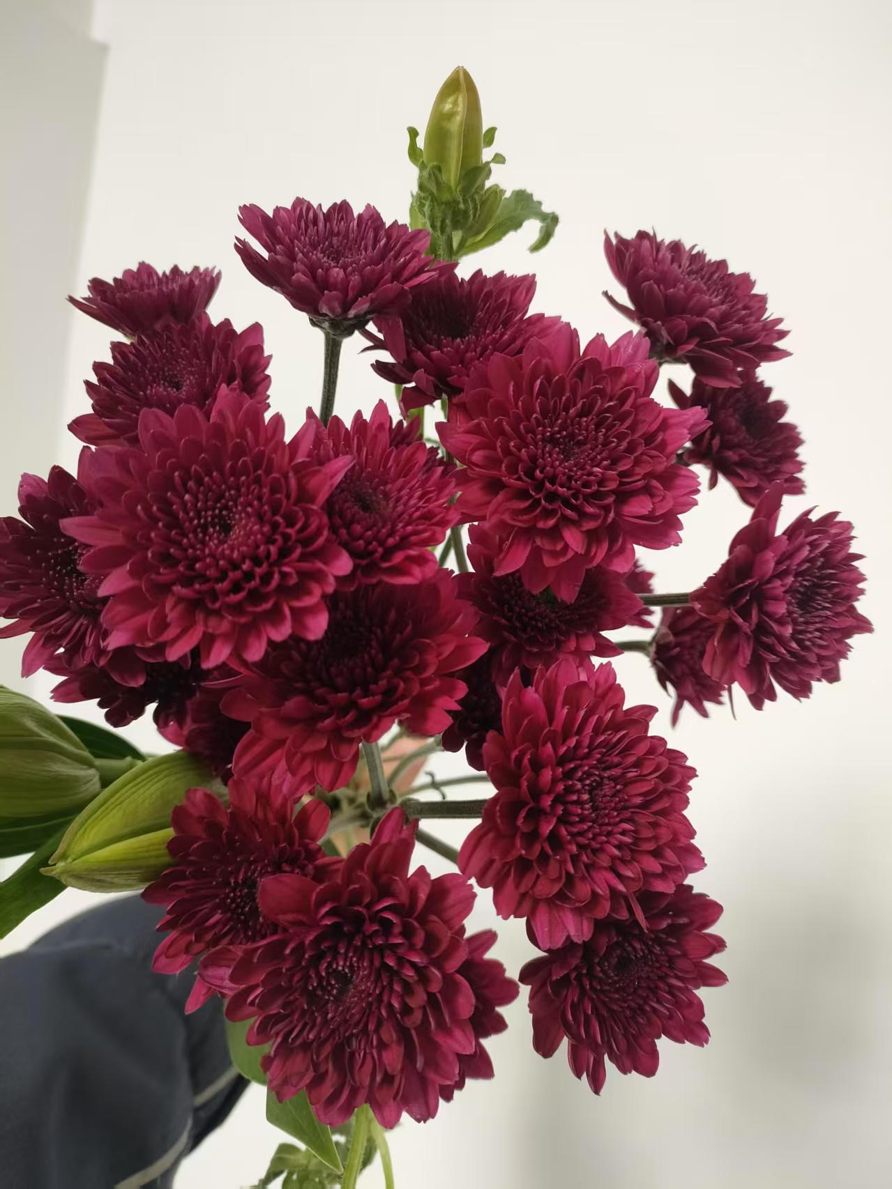 【源头一手价】布鲁诺紫小雏菊一把    云南基地鲜花   家养水养