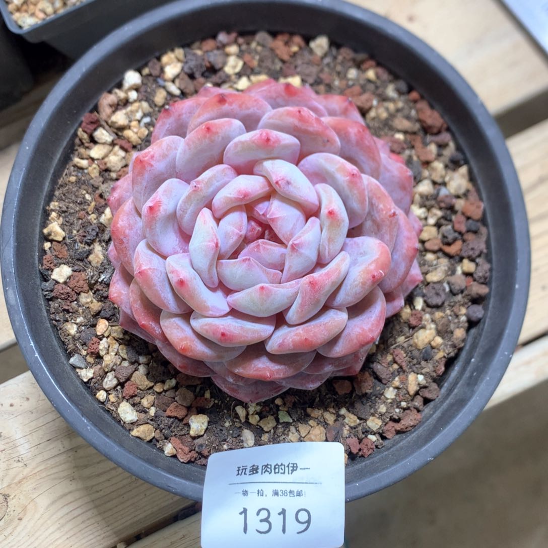 1319橙梦露10厘米一物一拍