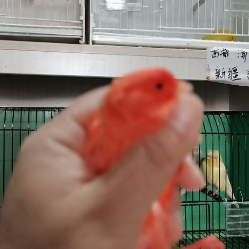 农***助玄凤鹦鹉/鸡尾鹦鹉精品大红袍母一只