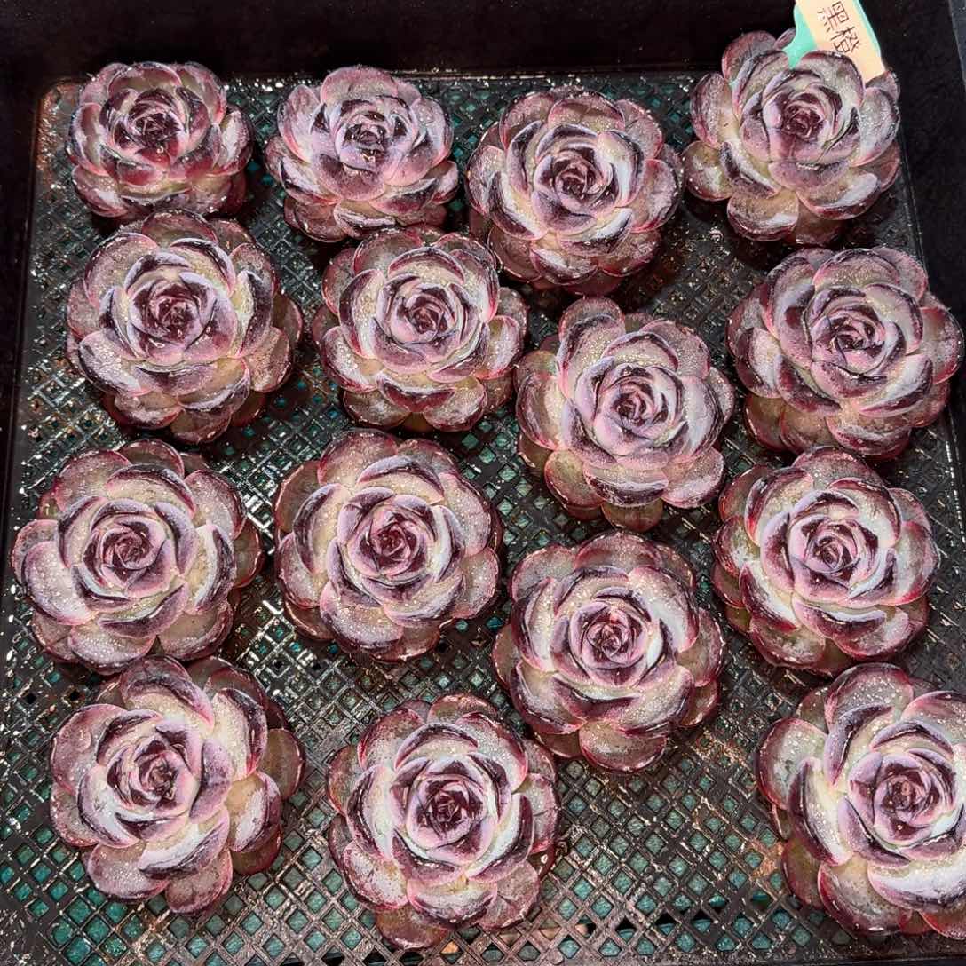 从前慢多肉精选编号1128.黑橙