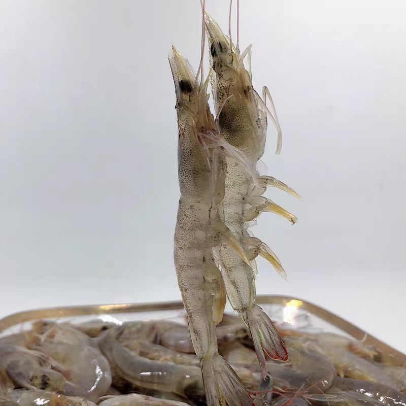 达人专属4斤 小海虾5-8cm左右 海捕活虾速冻（嫌小勿拍）青岛