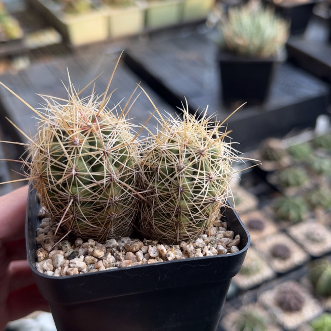 8***7实生大统领 脱土发货