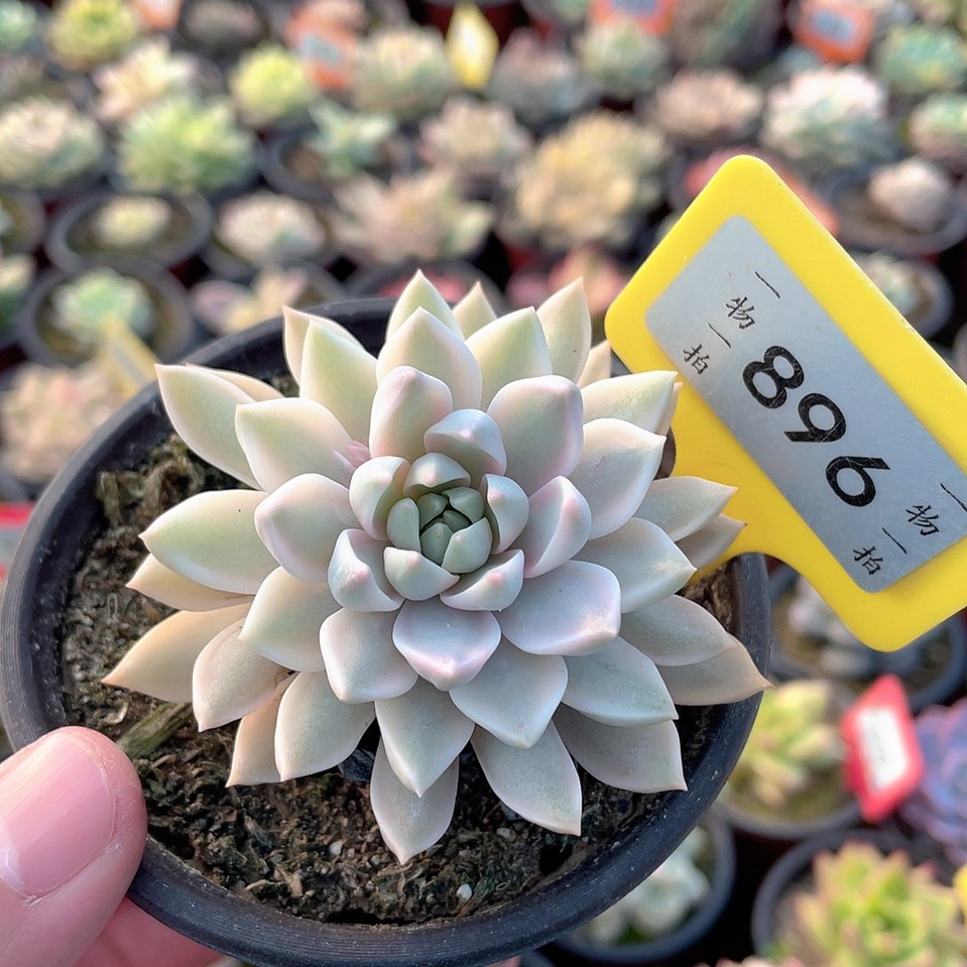 896号多肉嘉娜丽锦