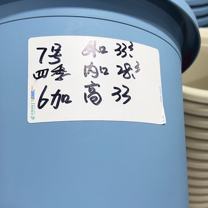 四季7号特价混色4个无托