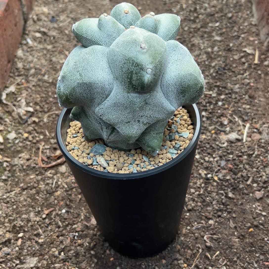 角尤麒麟Wwwwwwwwww