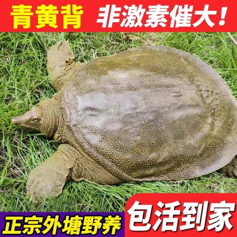 2.5-3斤正宗外塘青黄背甲鱼  公母随机老鳖团鱼水鱼京东冷链t