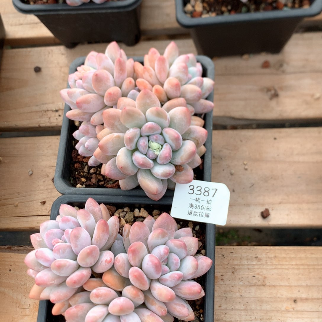 13厘米三头香水多肉两颗3387