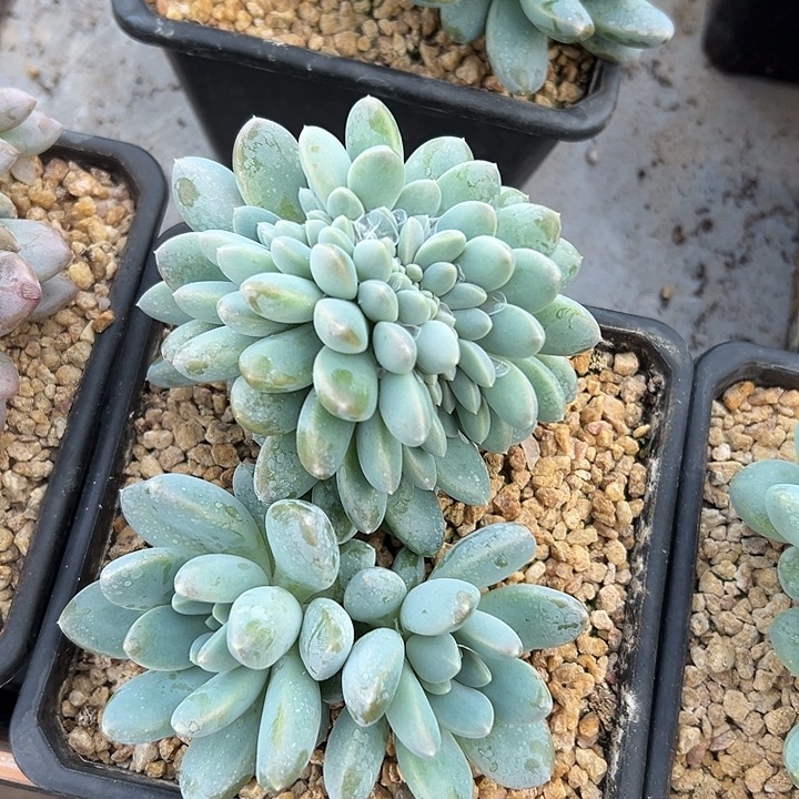 叶插奶糖群生缀化多肉