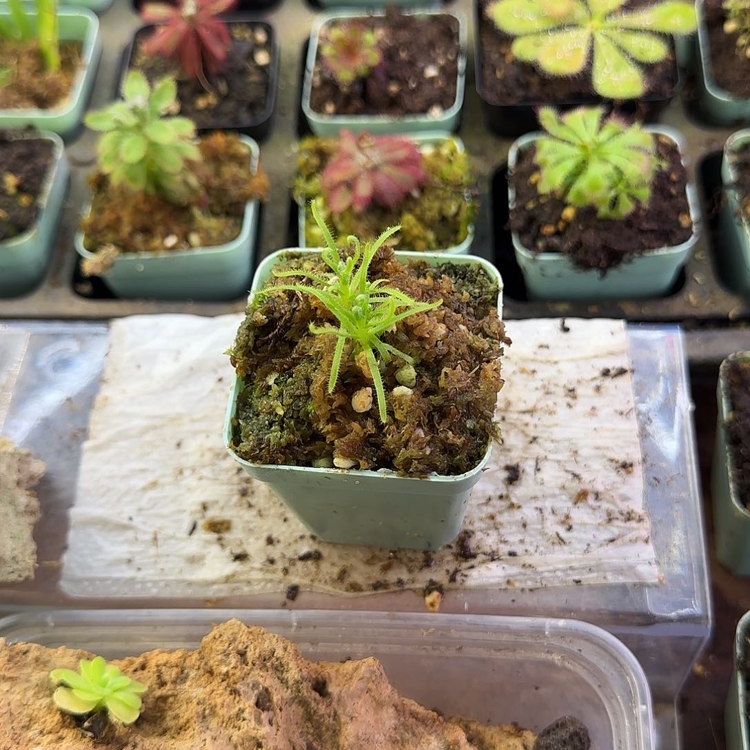 完全开放美杜莎捕虫树小苗