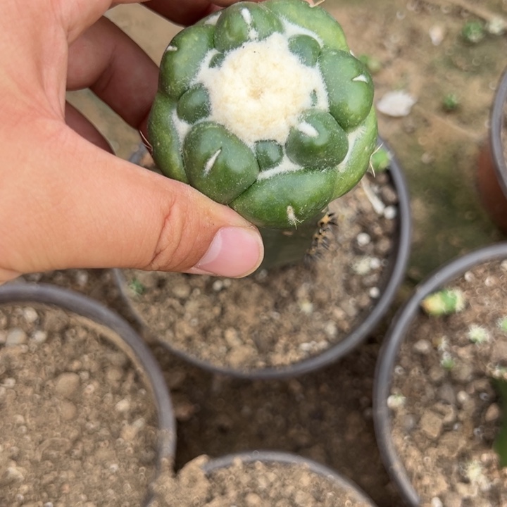 黑刺袖蒲无刺象牙仙人球2236号